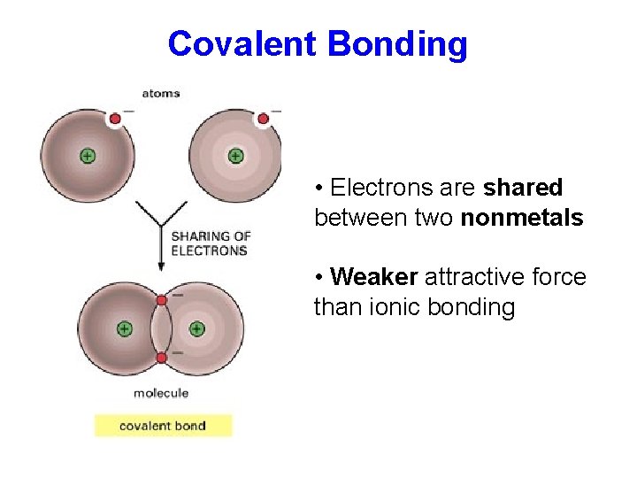 Covalent Bonding • Electrons are shared between two nonmetals • Weaker attractive force than