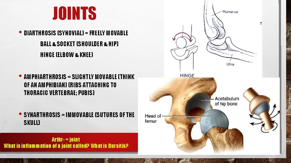 JOINTS • DIARTHROSIS (SYNOVIAL) = FREELY MOVABLE BALL & SOCKET (SHOULDER & HIP) HINGE