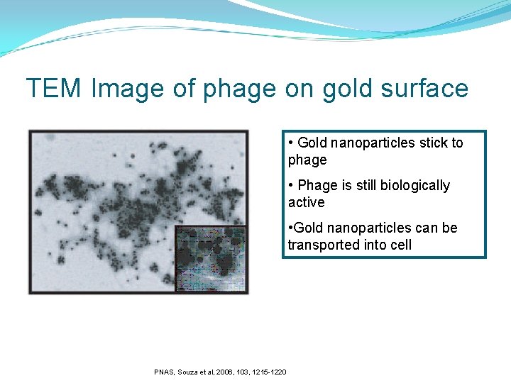 TEM Image of phage on gold surface • Gold nanoparticles stick to phage •