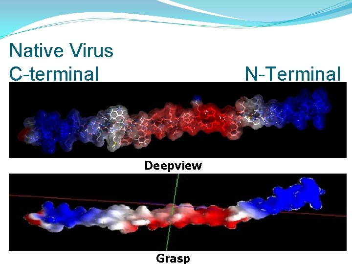 Native Virus C-terminal N-Terminal Deepview Grasp 