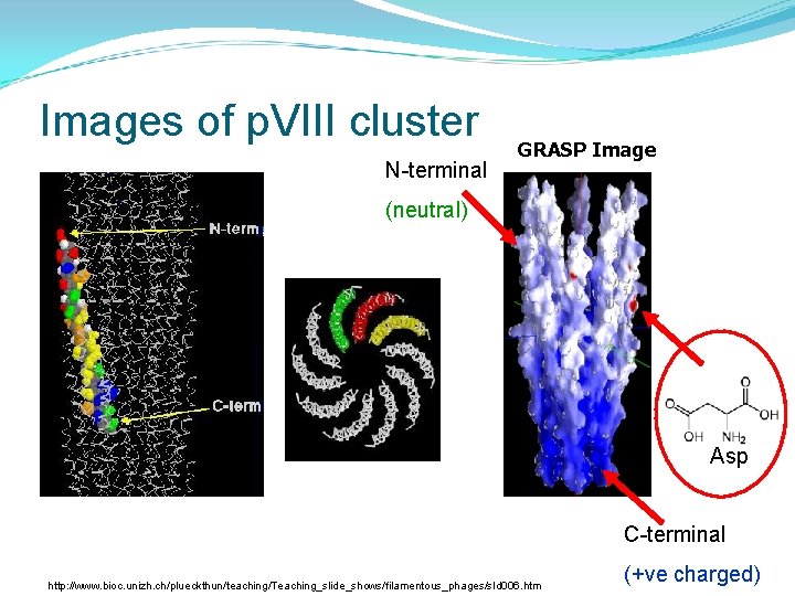 Images of p. VIII cluster N-terminal GRASP Image (neutral) Asp C-terminal http: //www. bioc.
