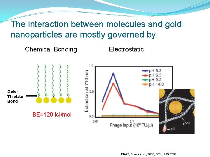 The interaction between molecules and gold nanoparticles are mostly governed by Chemical Bonding Electrostatic