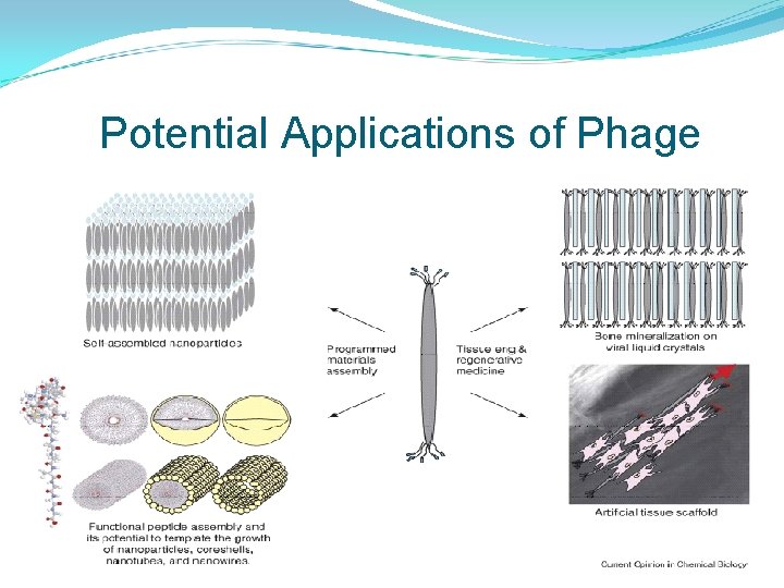 Potential Applications of Phage 