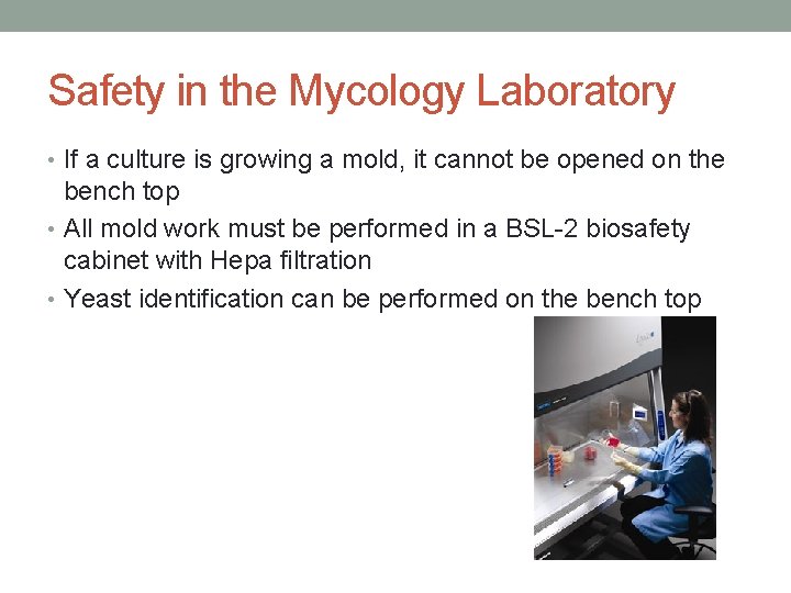 Safety in the Mycology Laboratory • If a culture is growing a mold, it