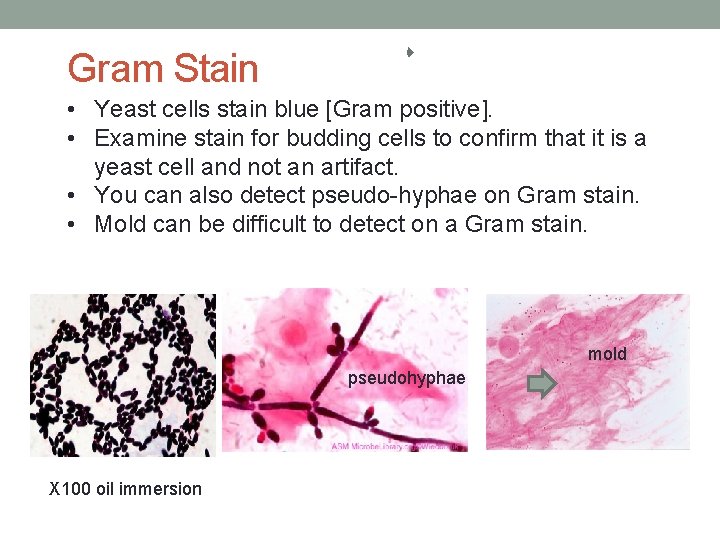 Gram Stain • Yeast cells stain blue [Gram positive]. • Examine stain for budding
