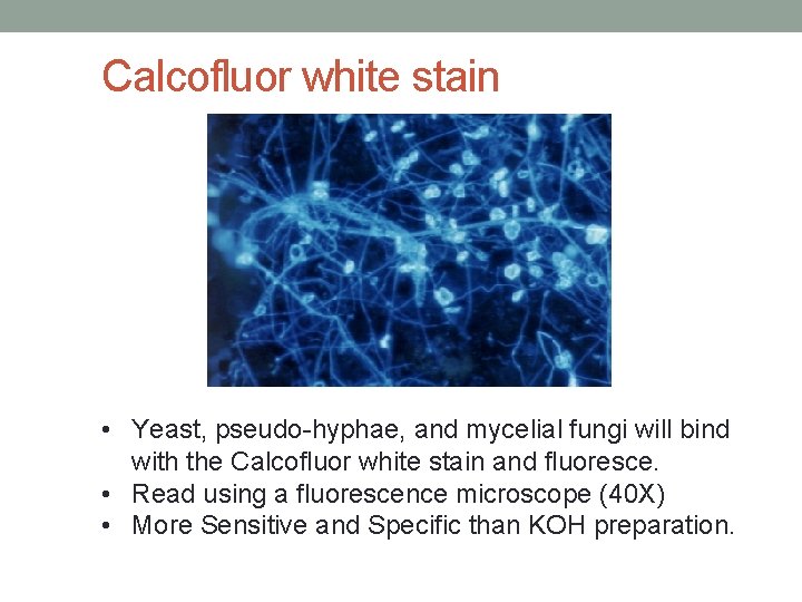 Calcofluor white stain • Yeast, pseudo-hyphae, and mycelial fungi will bind with the Calcofluor