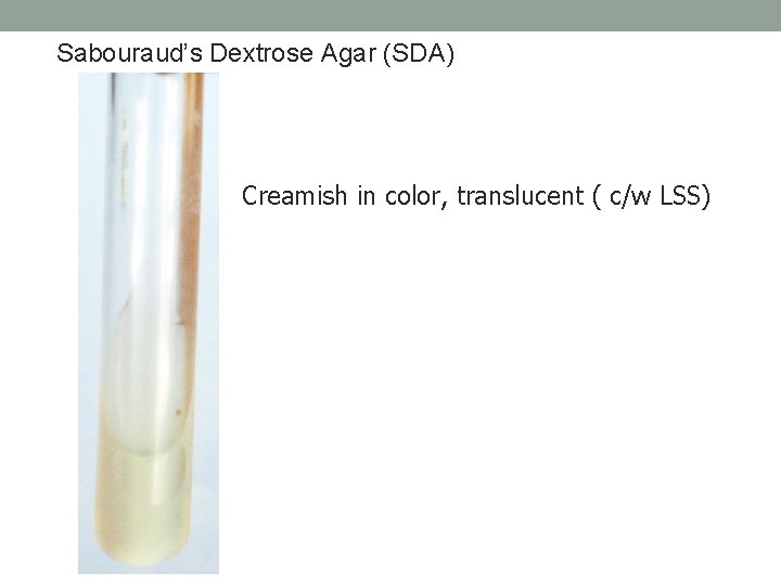 Sabouraud’s Dextrose Agar (SDA) Creamish in color, translucent ( c/w LSS) 