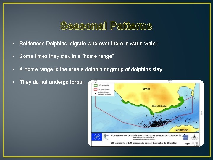 Seasonal Patterns • Bottlenose Dolphins migrate wherever there is warm water. • Some times
