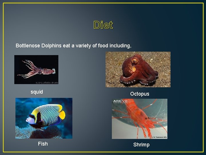 Diet Bottlenose Dolphins eat a variety of food including, squid Fish Octopus Shrimp 
