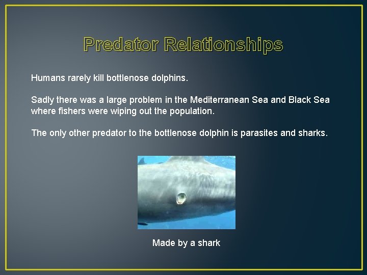 Predator Relationships Humans rarely kill bottlenose dolphins. Sadly there was a large problem in