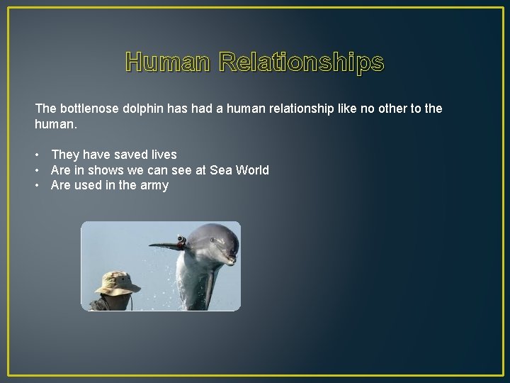 Human Relationships The bottlenose dolphin has had a human relationship like no other to