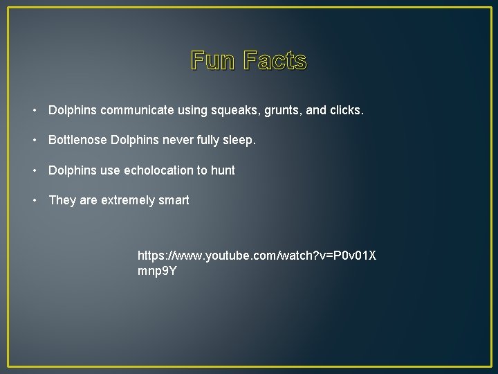 Fun Facts • Dolphins communicate using squeaks, grunts, and clicks. • Bottlenose Dolphins never