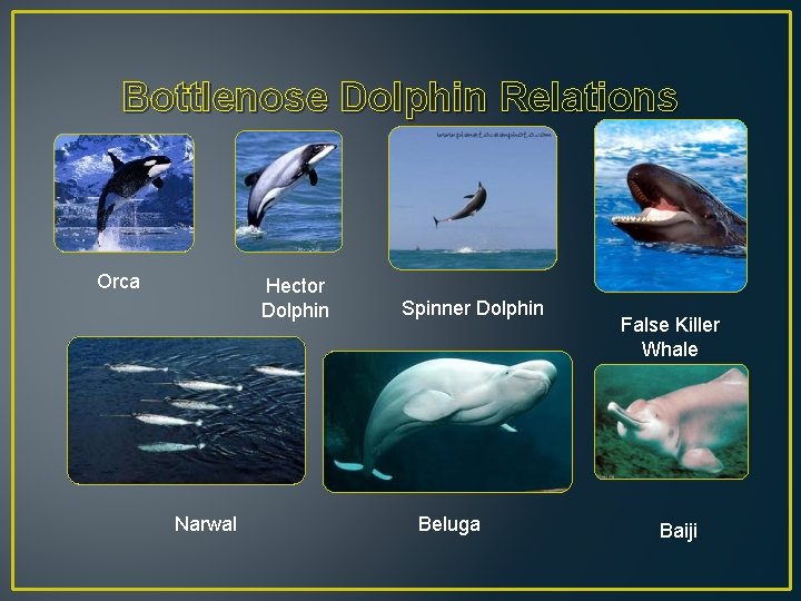 Bottlenose Dolphin Relations Orca Hector Dolphin Narwal Spinner Dolphin Beluga False Killer Whale Baiji