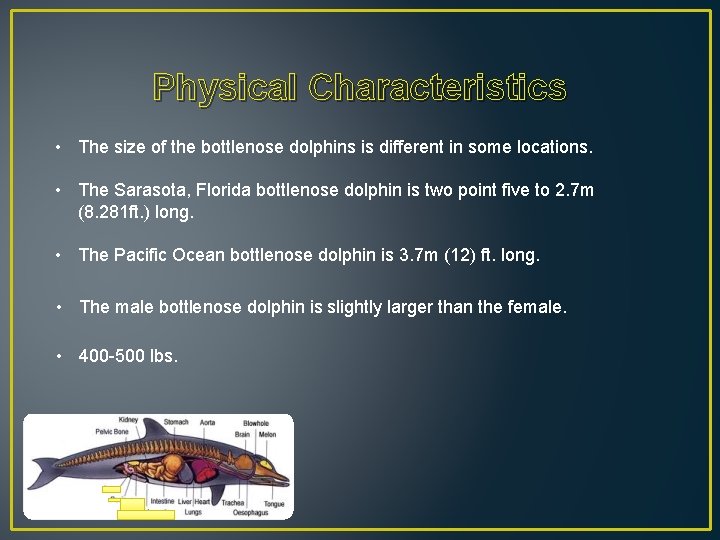 Physical Characteristics • The size of the bottlenose dolphins is different in some locations.