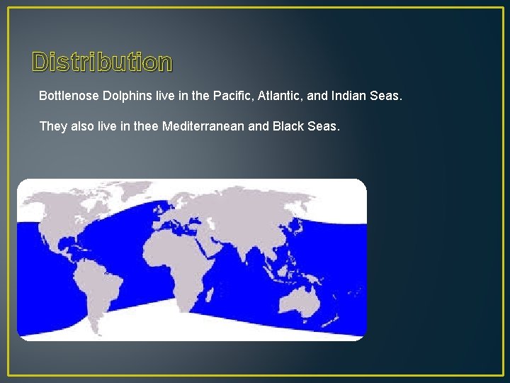 Distribution Bottlenose Dolphins live in the Pacific, Atlantic, and Indian Seas. They also live