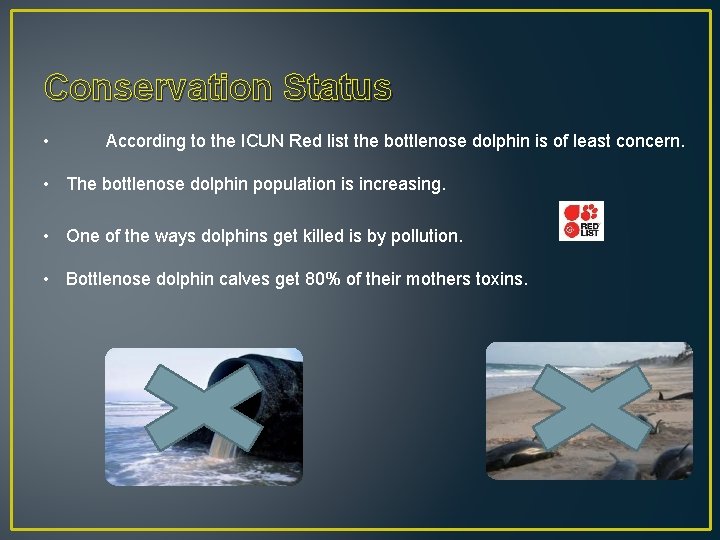 Conservation Status • According to the ICUN Red list the bottlenose dolphin is of