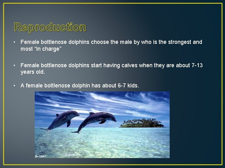 Reproduction • Female bottlenose dolphins choose the male by who is the strongest and