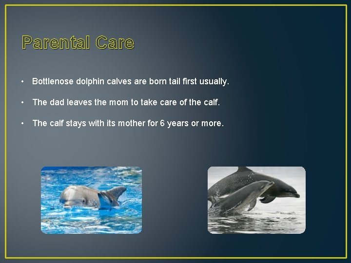Parental Care • Bottlenose dolphin calves are born tail first usually. • The dad