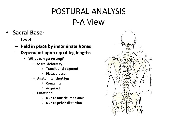 POSTURAL ANALYSIS P-A View • Sacral Base– Level – Held in place by innominate