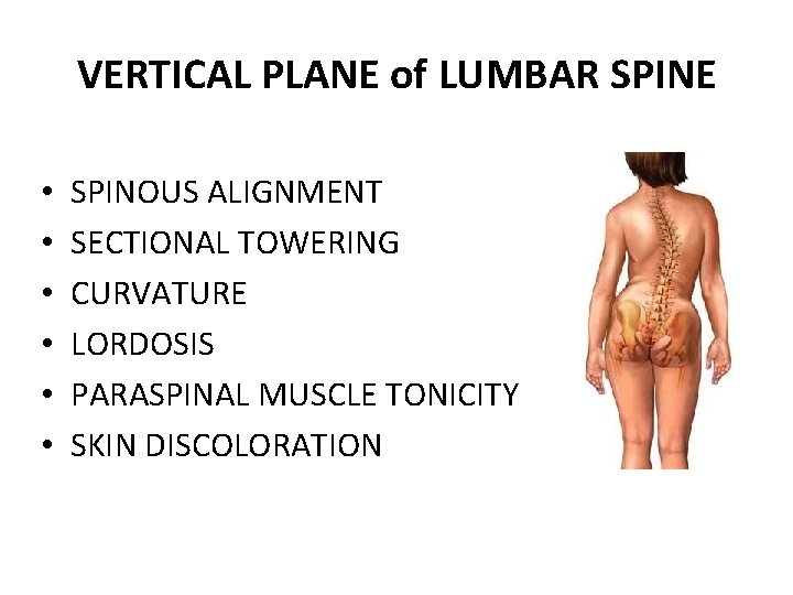 VERTICAL PLANE of LUMBAR SPINE • • • SPINOUS ALIGNMENT SECTIONAL TOWERING CURVATURE LORDOSIS