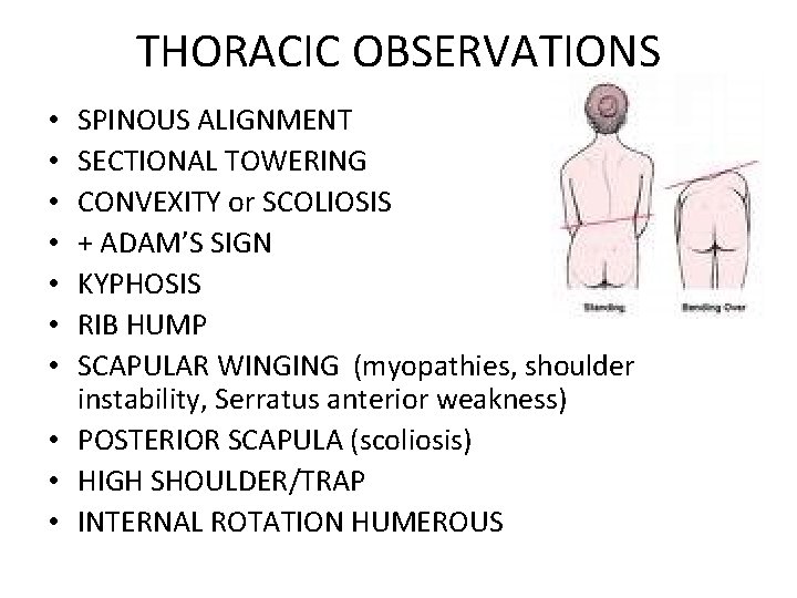 THORACIC OBSERVATIONS SPINOUS ALIGNMENT SECTIONAL TOWERING CONVEXITY or SCOLIOSIS + ADAM’S SIGN KYPHOSIS RIB