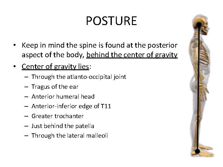 POSTURE • Keep in mind the spine is found at the posterior aspect of