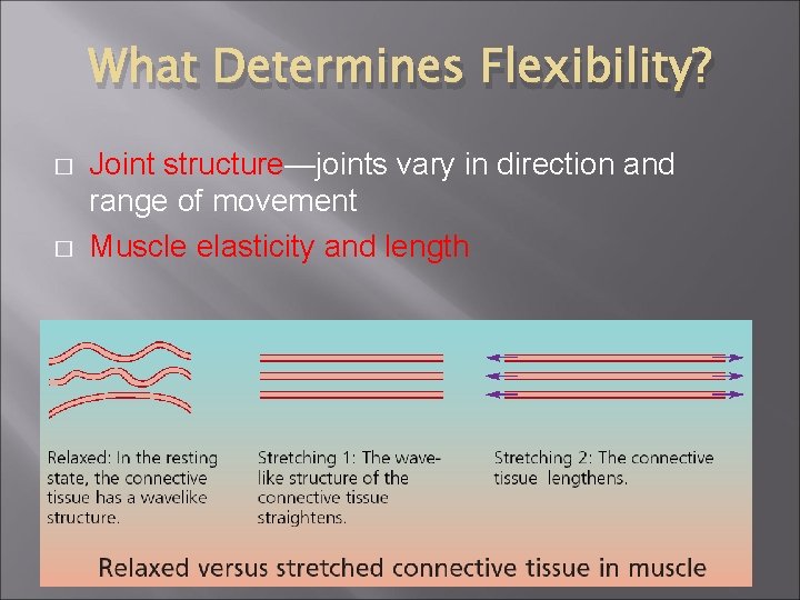 What Determines Flexibility? � � Joint structure—joints vary in direction and range of movement