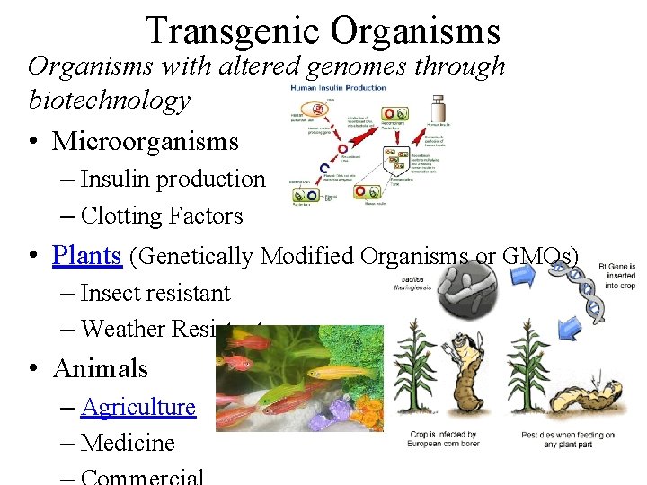 Transgenic Organisms with altered genomes through biotechnology • Microorganisms – Insulin production – Clotting