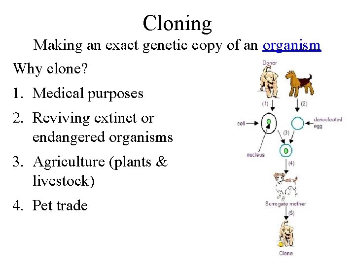 Cloning Making an exact genetic copy of an organism Why clone? 1. Medical purposes
