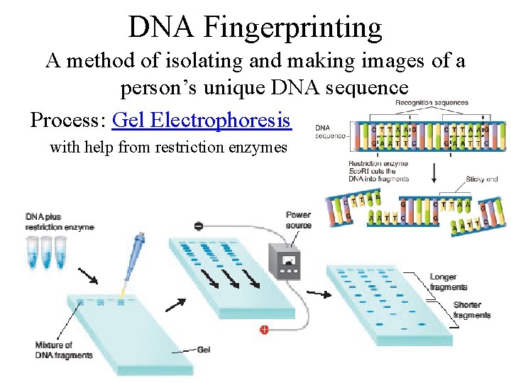 DNA Fingerprinting A method of isolating and making images of a person’s unique DNA