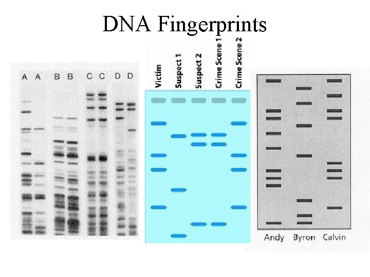 DNA Fingerprints 