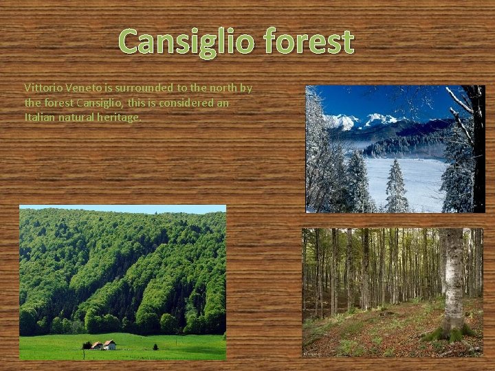 Cansiglio forest Vittorio Veneto is surrounded to the north by the forest Cansiglio, this