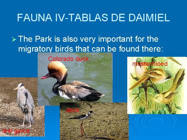 FAUNA IV-TABLAS DE DAIMIEL Ø The Park is also very important for the migratory