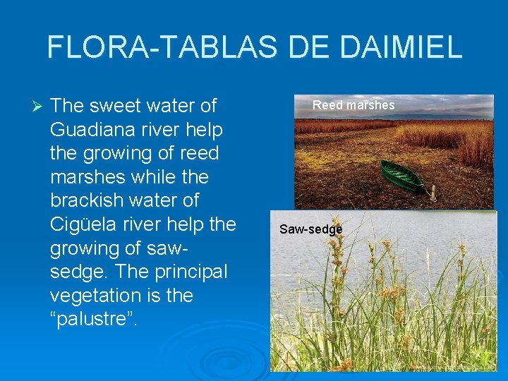 FLORA-TABLAS DE DAIMIEL Ø The sweet water of Guadiana river help the growing of