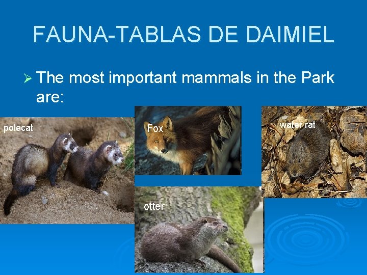 FAUNA-TABLAS DE DAIMIEL Ø The most important mammals in the Park are: polecat Fox