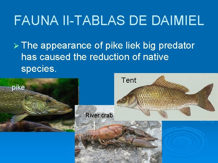 FAUNA II-TABLAS DE DAIMIEL Ø The appearance of pike liek big predator has caused