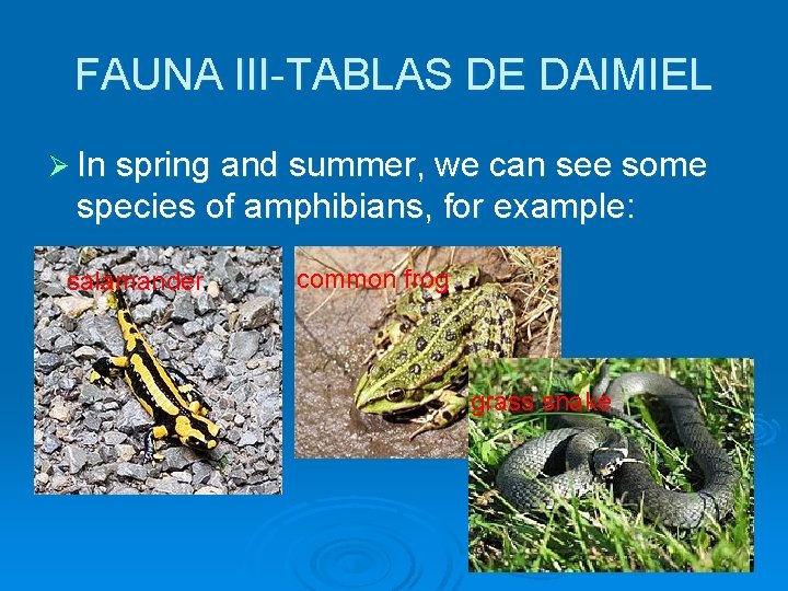 FAUNA III-TABLAS DE DAIMIEL Ø In spring and summer, we can see some species