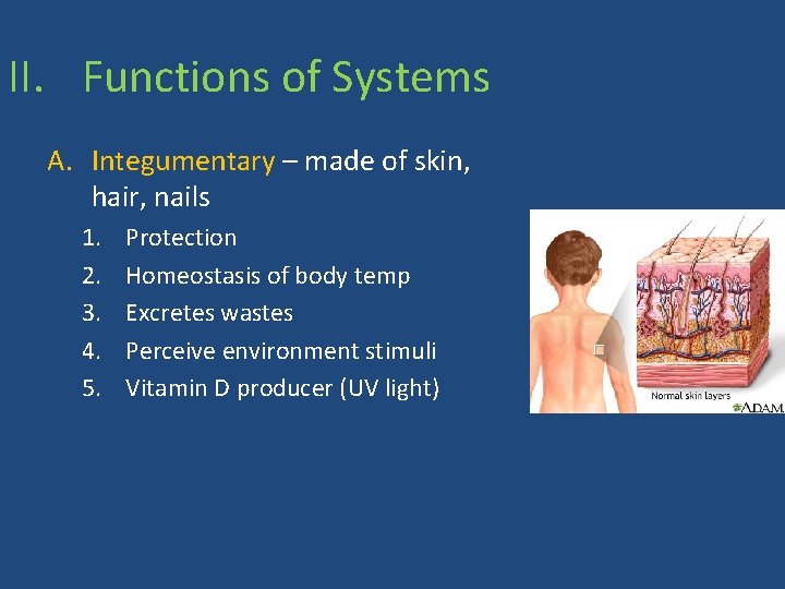 II. Functions of Systems A. Integumentary – made of skin, hair, nails 1. 2.