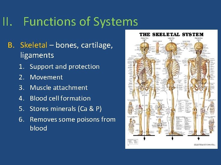 II. Functions of Systems B. Skeletal – bones, cartilage, ligaments 1. 2. 3. 4.