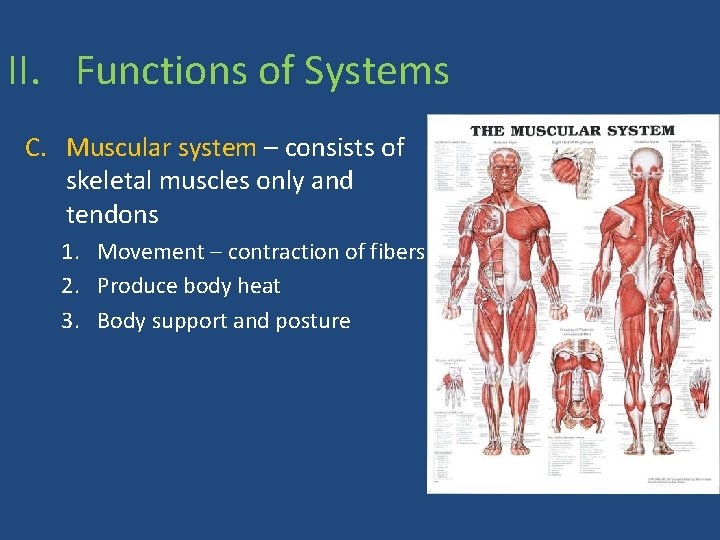 II. Functions of Systems C. Muscular system – consists of skeletal muscles only and