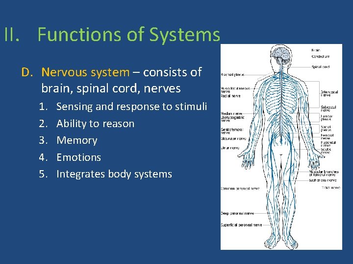 II. Functions of Systems D. Nervous system – consists of brain, spinal cord, nerves
