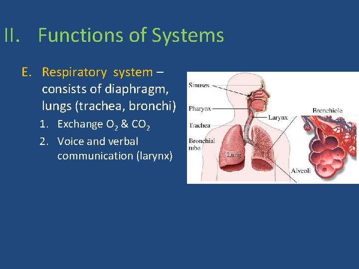 II. Functions of Systems E. Respiratory system – consists of diaphragm, lungs (trachea, bronchi)