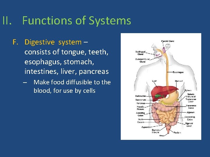 II. Functions of Systems F. Digestive system – consists of tongue, teeth, esophagus, stomach,