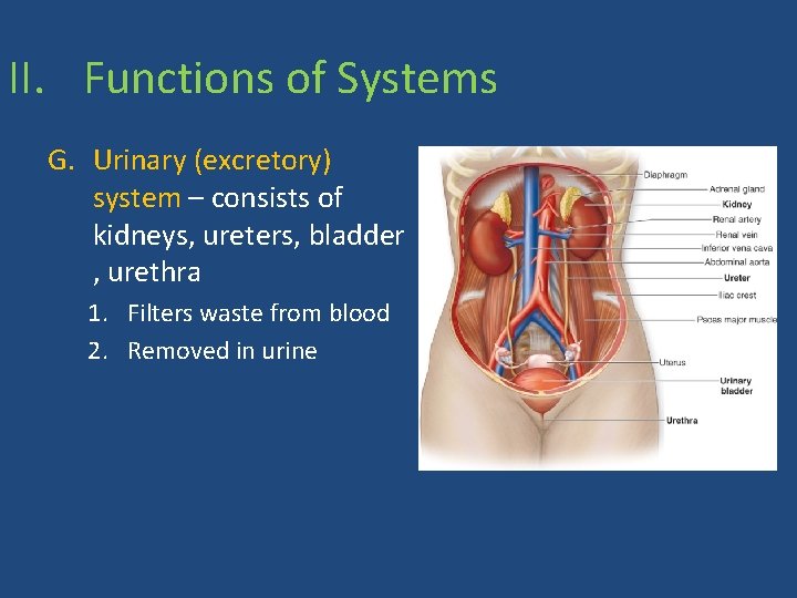 II. Functions of Systems G. Urinary (excretory) system – consists of kidneys, ureters, bladder