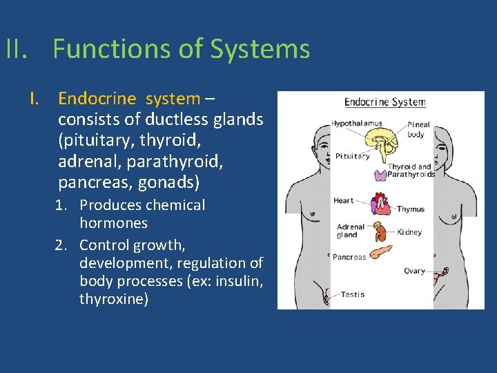 II. Functions of Systems I. Endocrine system – consists of ductless glands (pituitary, thyroid,