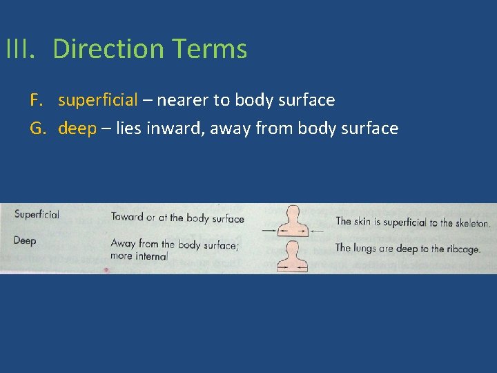 III. Direction Terms F. superficial – nearer to body surface G. deep – lies