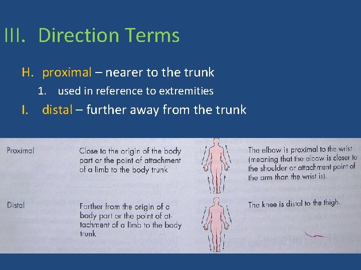 III. Direction Terms H. proximal – nearer to the trunk 1. used in reference