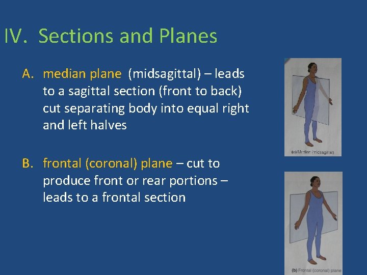 IV. Sections and Planes A. median plane (midsagittal) – leads to a sagittal section