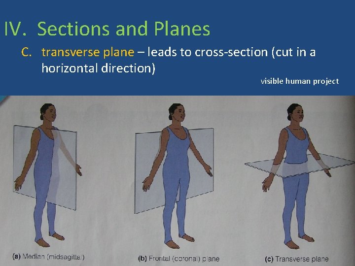 IV. Sections and Planes C. transverse plane – leads to cross-section (cut in a