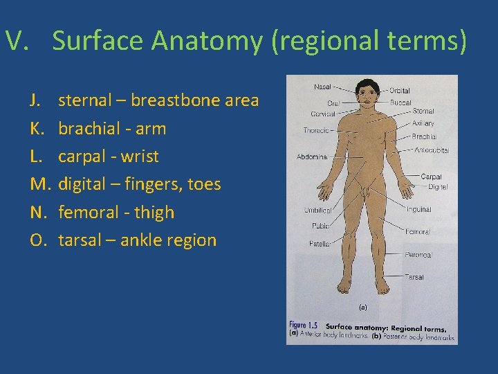 V. Surface Anatomy (regional terms) J. K. L. M. N. O. sternal – breastbone